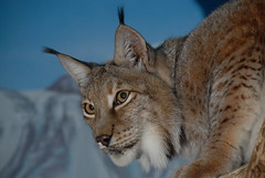 Lynx (cc par guppiecat)