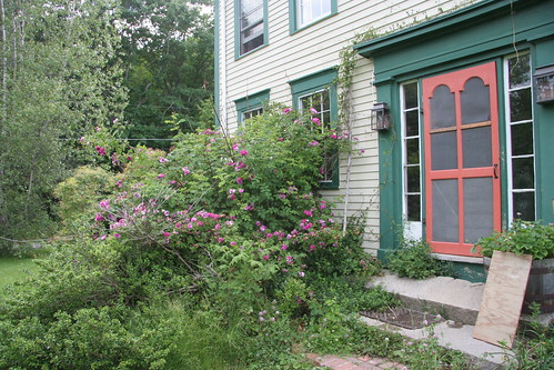 roses by the front door