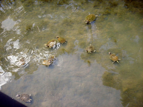 Turtles in swamp on UL Lafayette campus