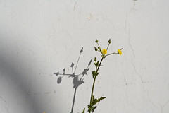 Yellow flowers 1330 - by Yukon White Light