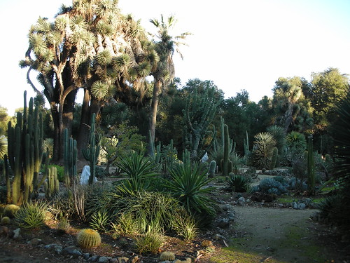 Arizona Cactus Garden