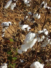 Red River Research Station 2007 Cotton Crop