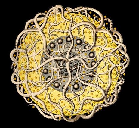 Ernst Haeckel, Sixteen Black Dot Tentacles