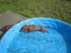Trying to lay down in the pool
