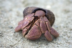 Juvenile Coconut Crab