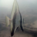 Long-finned batfish