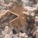 Feather-duster worm growing within a Montipora coral colony