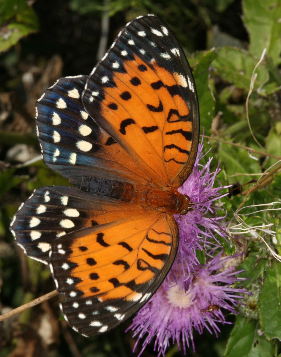regal fritillary butterfly