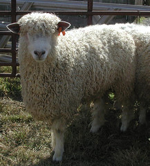 Wool-type ram