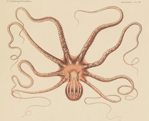 Octopus ornatus