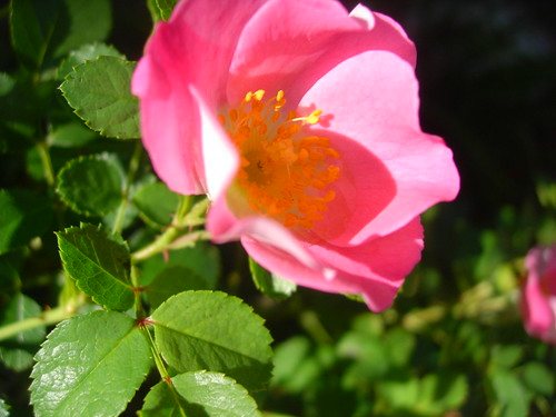 rose (by lauraloops)