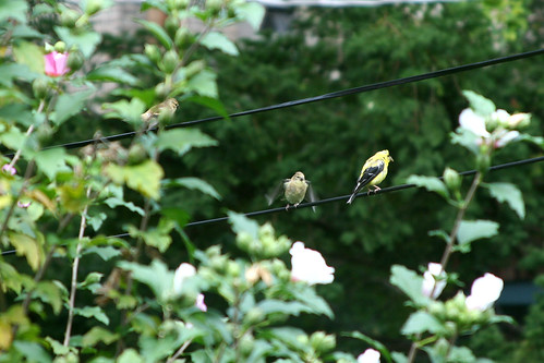 Goldfinch and kids