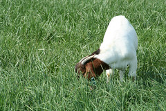 Boer goat grazing fescue in 2007 test