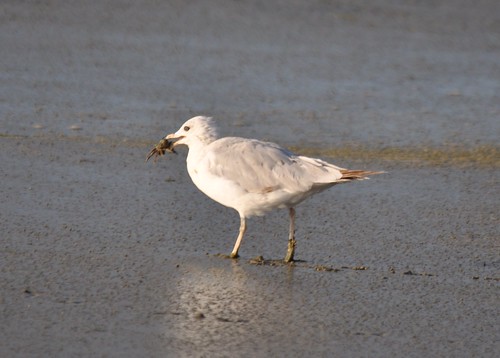 Ring-billed Gull with crab