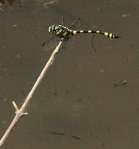 Dragonfly at Manchinabele
