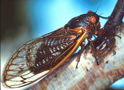 cicada3
