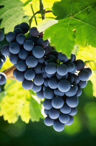葡萄中含有豐富的白藜蘆醇