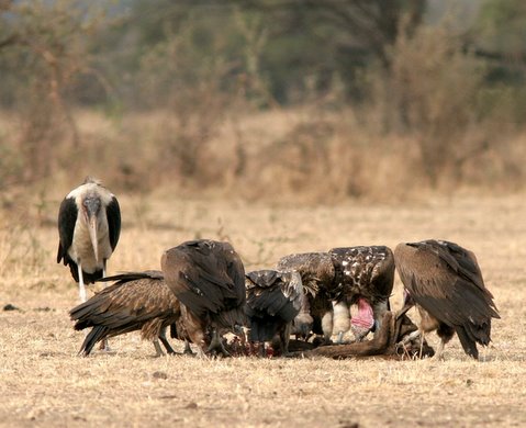 Vultures at the kill with a marabour stork