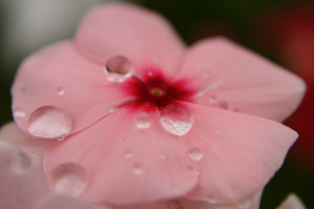 花弁の雨粒
