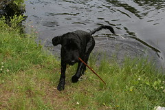 skippy brings a stick