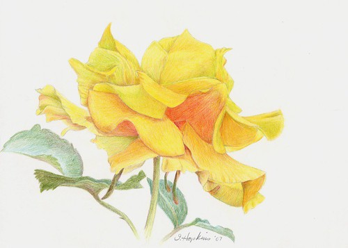 yellow rose flowers images. EDM 124 yellow rose colored