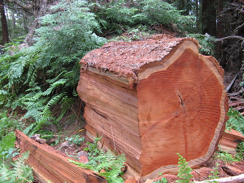 Chunk of fallen redwood