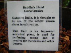 buddha's hand description