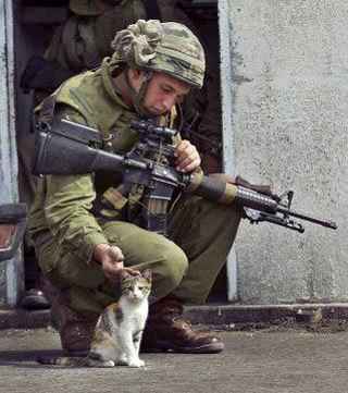 soldier cat
