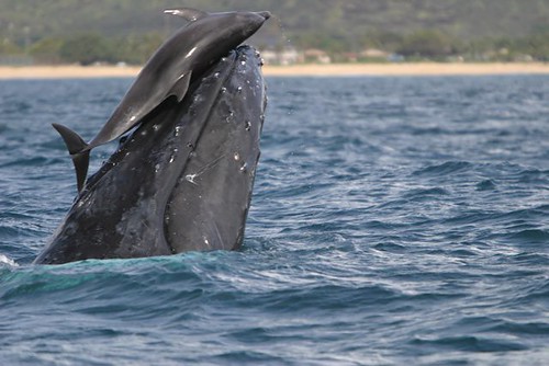 humpbackwhaleanddolphin