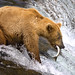 Grizzly catching salmon