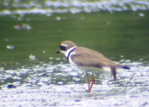 semipalmated plover4