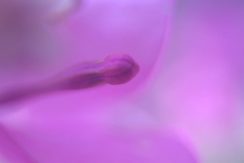 Closeup boungavilia
