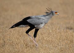 Secretary Bird, Central Kalahari