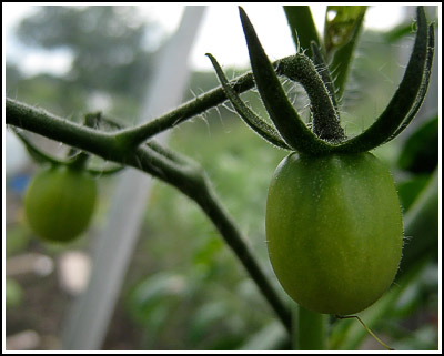 sweet olive plum tomato copy
