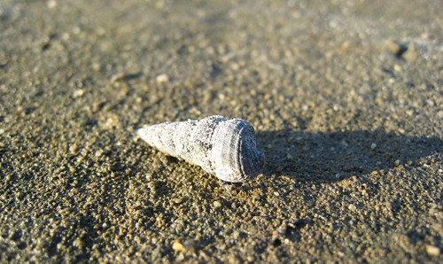Snail shell_0733