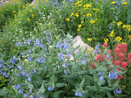 2007-07-22_30_wildflowers_near_stream