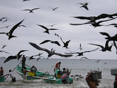 Fishing boats landing at Puerto Lopez / Frigate birds