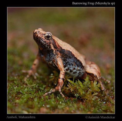 Burrowing-Frog