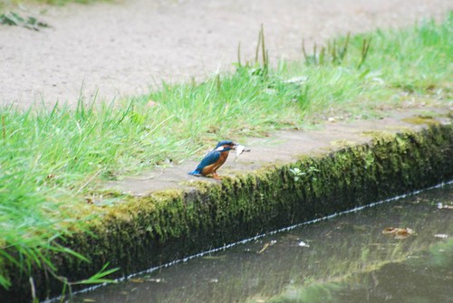 Kingfisher with a fish