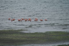 wild flamingoes