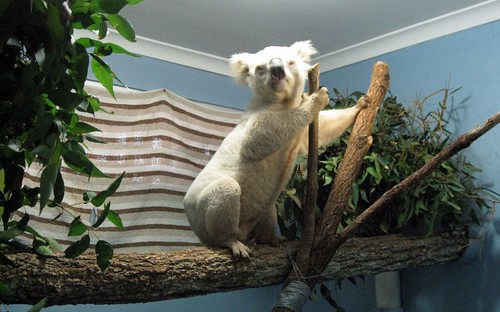 Aussie Mick, the rare white koala