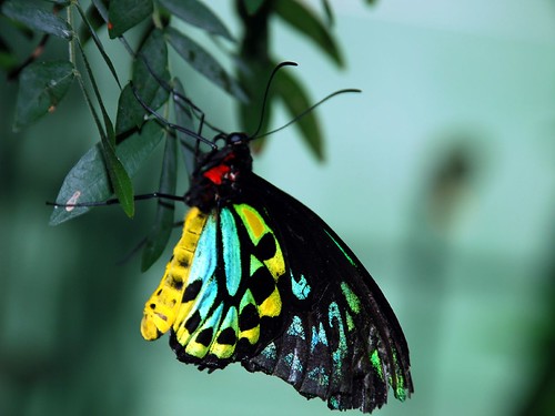 Green and Yellow Butterfly