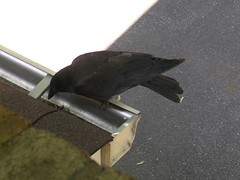 local crow