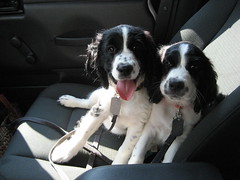 Oscar & Ruby, in the passenger's seat of jeep.