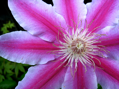 Clematis by love_child_kyoto (on flickr)