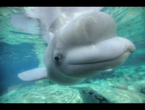 beluga whale smiling. Beluga Whale