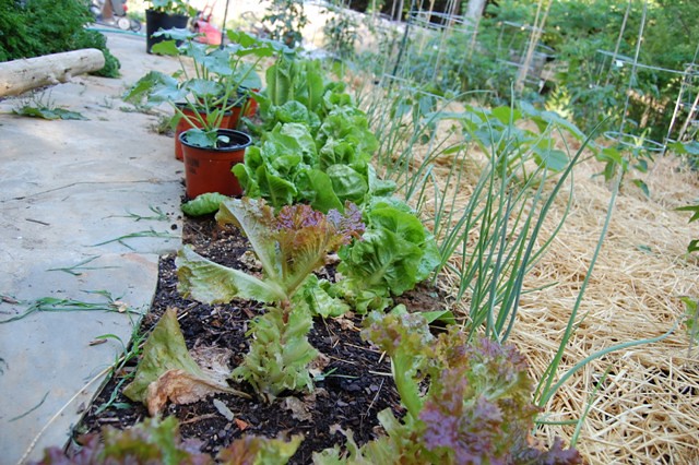 Salad Garden