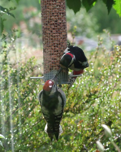 Great Spotted Woodpecker, father and son or daughter (3)