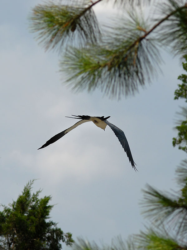 Swallow Tail Kite away