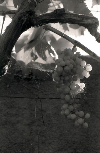 through the grapevine01